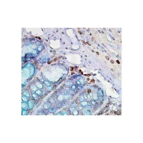 Hsp90 (AC-16) antibody