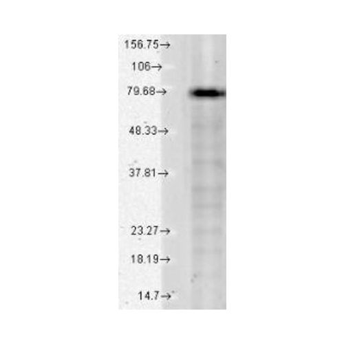 KCNQ1 K+ Channel (S37A-10) antibody