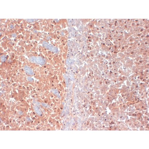KCNQ4 K+ Channel (S43-6) antibody