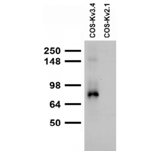 Kv3.4 K+ Channel (S72-16) antibody