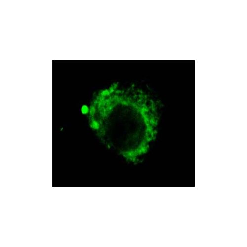 LAMP2 (GL2A7) antibody