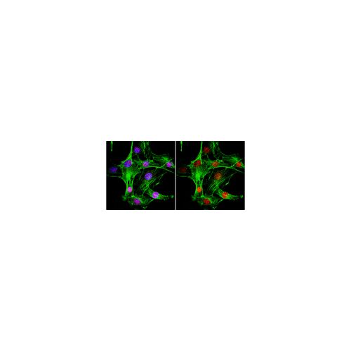 MDC1 (P2B11) antibody