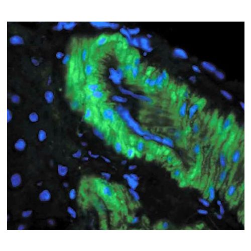 Nitrotyrosine (39B6) antibody