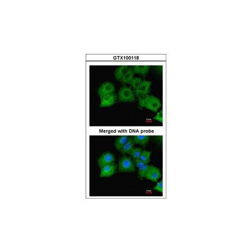 NR2B Glutamate Receptor (S59-20) antibody