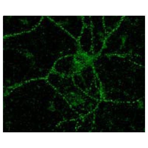 NR2B Glutamate Receptor (S59-36) antibody