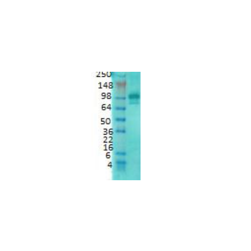 PSD95 (7E3-1B8) antibody