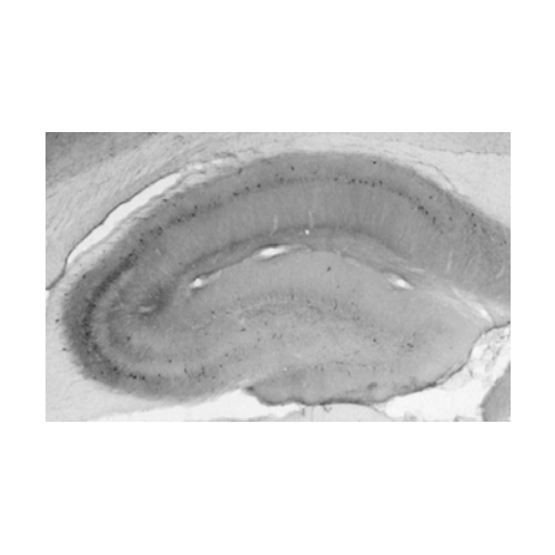 Shank 3 (S69-46) antibody