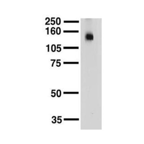 Slo2.2 Sodium-Activated K+ Channel (S3-26) antibody
