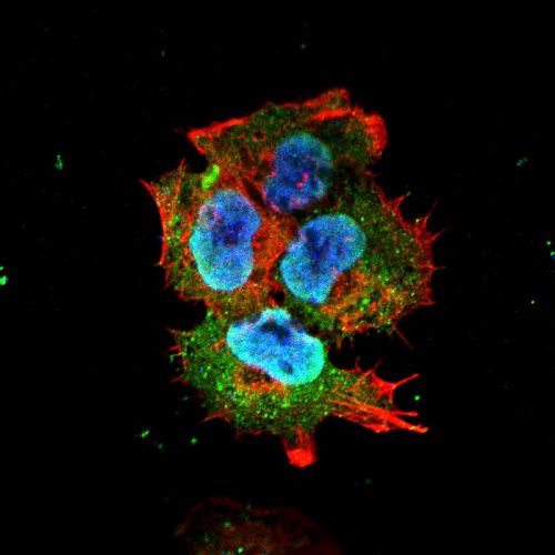 Synaptotagmin-7 (S275-14) antibody