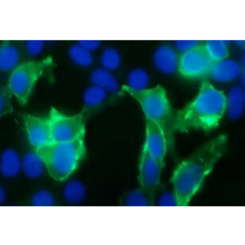 TrpV3 Cation Channel (S15-39) antibody