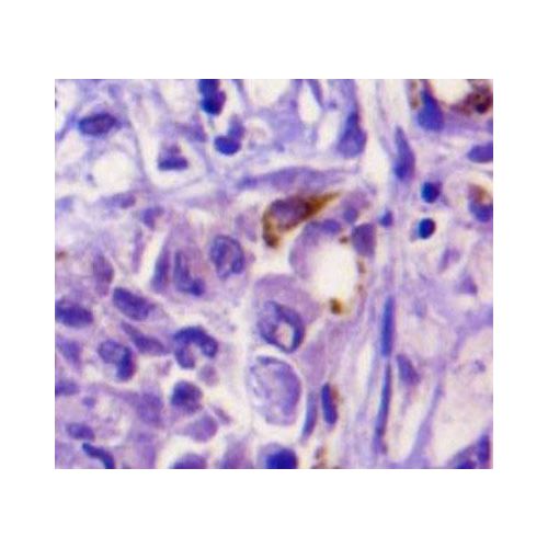 Osteopontin antibody (1B20)