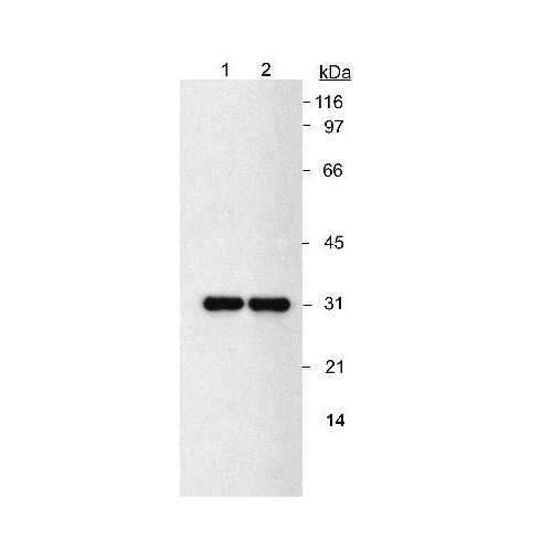 NQO1 antibody (A180)
