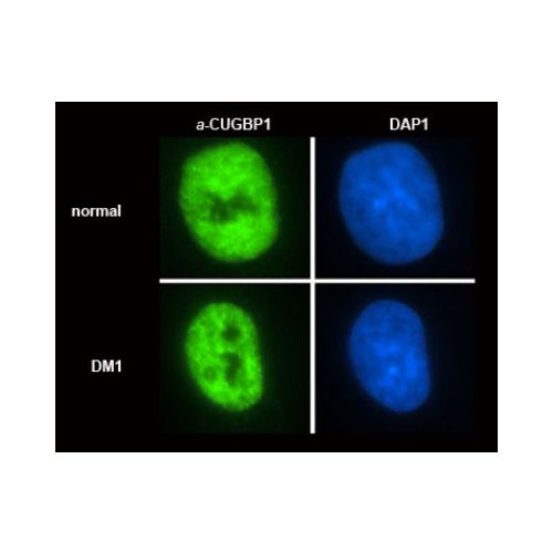 CUGBP1 antibody