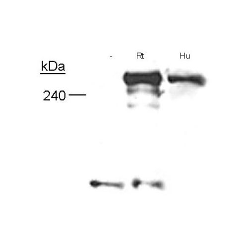 Neurofibromin antibody (McNFn27a)
