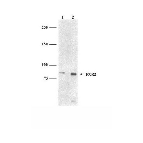 FXR2 antibody (1G2)
