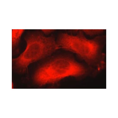 Nestin antibody (10C2)