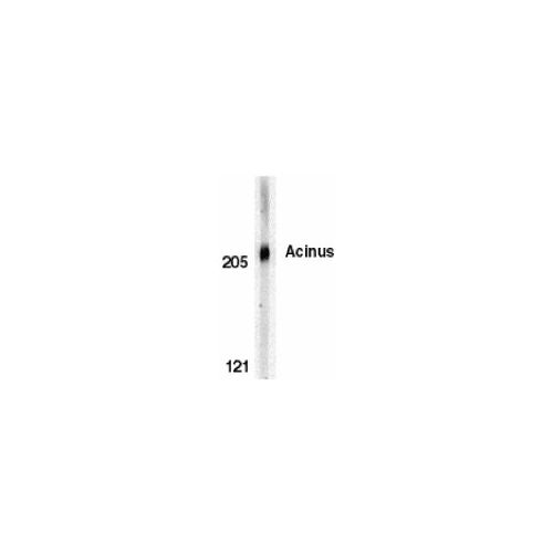 Acinus (C-Terminus) antibody