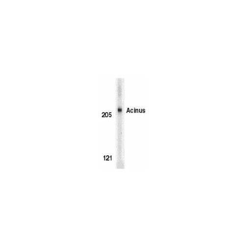Acinus (Internal Domain) antibody