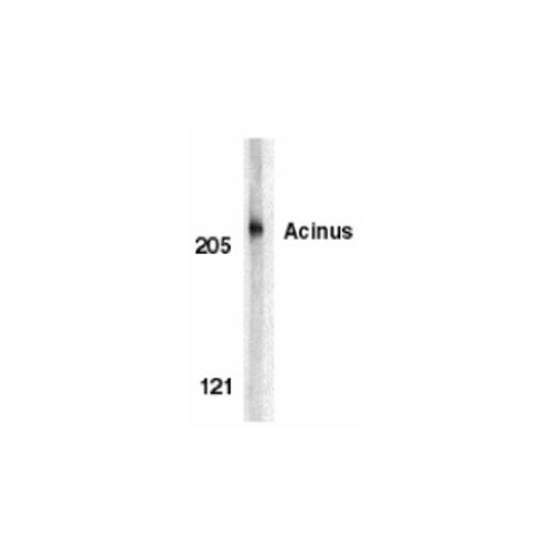 Acinus (N-Terminus) antibody