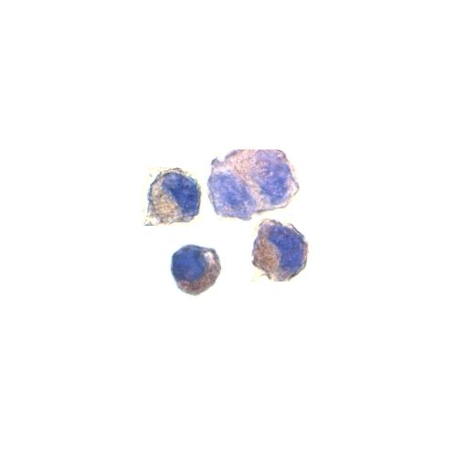 ADAM10 antibody