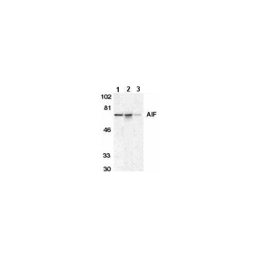 AIF (C-Terminus) antibody