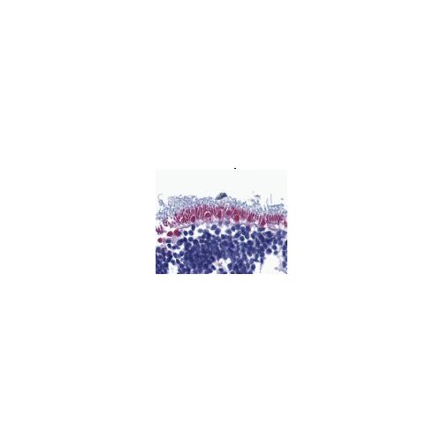 AIF (Internal Domain) antibody