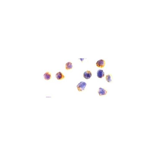 AIF (N-Terminus) antibody