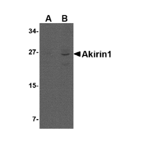 Akirin-1 antibody