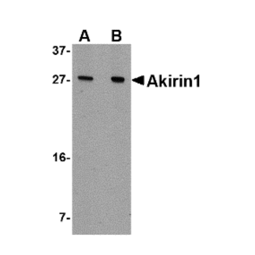 Akirin-1 antibody