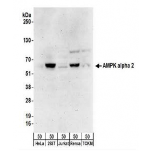 AMPK alpha 2 antibody