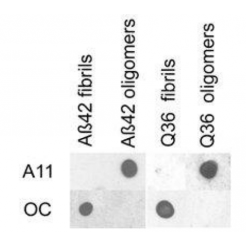 Amyloid Fibrils antibody
