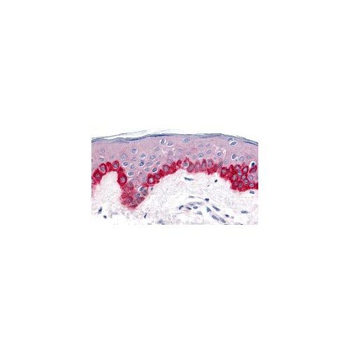 Apaf1 (C-Terminus) antibody