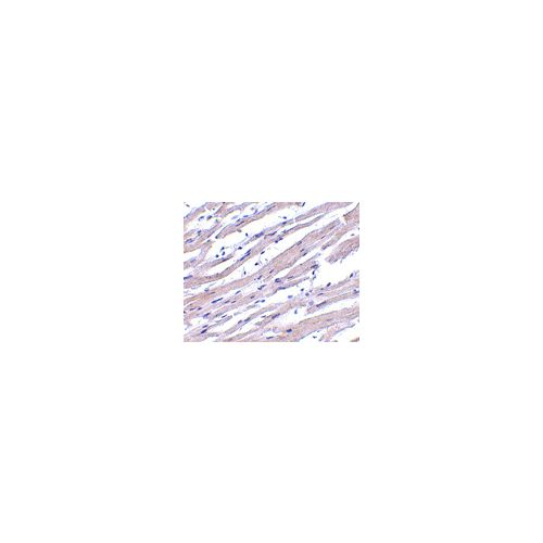 Apaf1 (N-Terminus) antibody