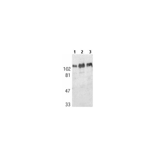 APP (Abeta)(N-Terminus) antibody