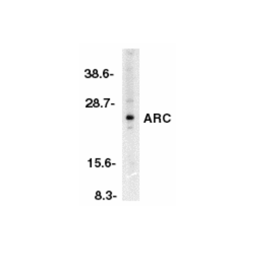 ARC (N-Terminus) antibody