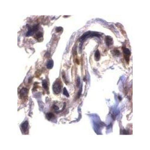 ARTS antibody