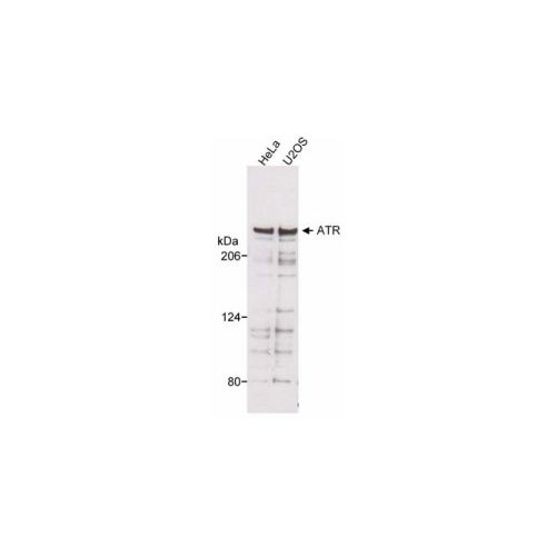 ATR antibody