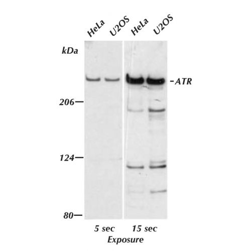 ATR antibody