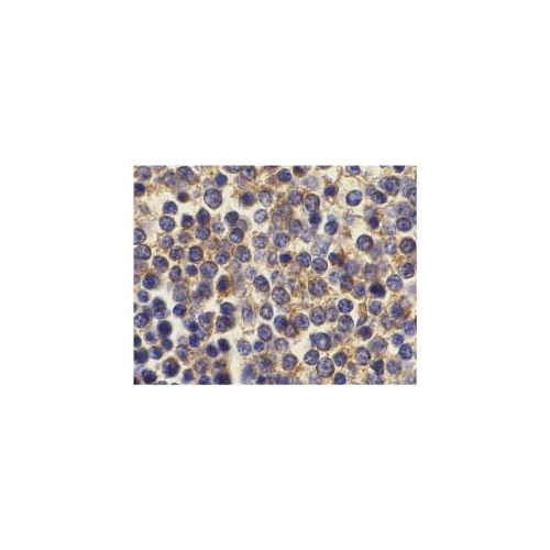 B-Cell Maturation protein (BCMA) antibody