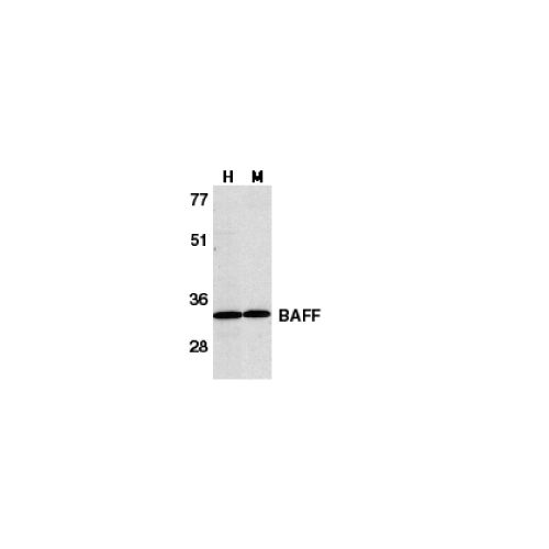 BAFF (C-Terminus) antibody