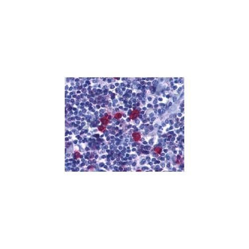 BAFF-R/BR3 (C-Terminus) antibody