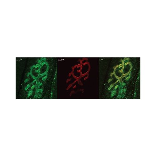 Bassoon antibody