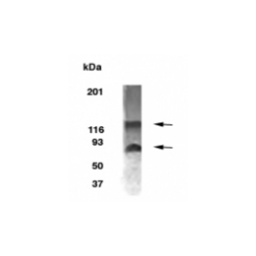 BCAS1 / NABC1 antibody