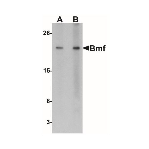Bmf (C-Terminus) antibody