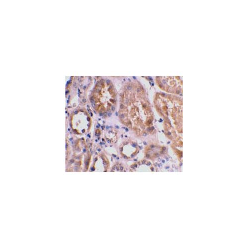 Bnip3L (Internal Domain) antibody