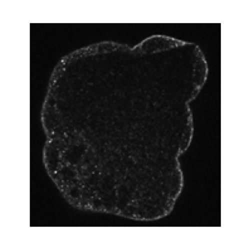 CAD (C-Terminus) antibody