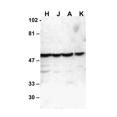 Caspase-10 (C-Terminus) antibody