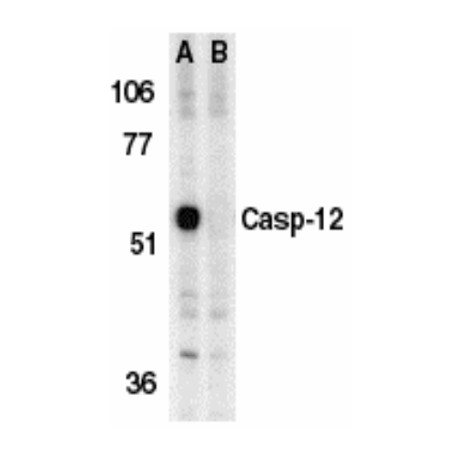 Caspase-12 (Internal Domain) antibody