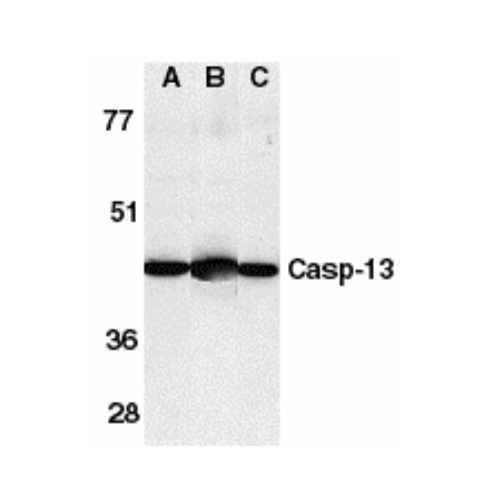 Caspase-13 antibody