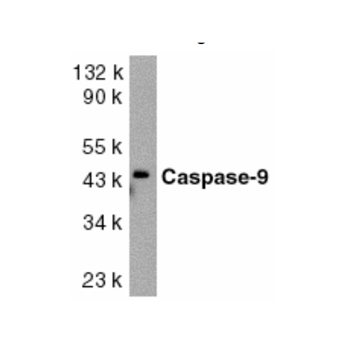 Caspase-9 (I16) antibody
